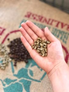 Exploring The Connection Between Canephora & Robusta - Perfect Daily Grind