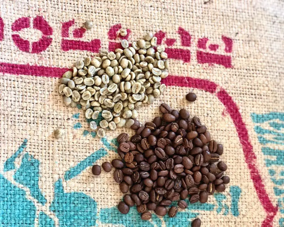 Exploring The Connection Between Canephora & Robusta - Perfect Daily Grind