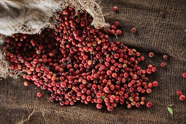 Learn all about the similarities and differences between the two main coffee processing methods: washed and natural.