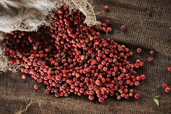 https://fathomcoffee.com/wp-content/uploads/2022/08/Kenya-farmers-pickings-coffee-sweet-marias.jpg.webp